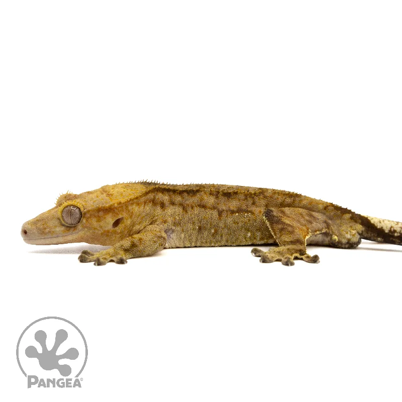 Male Tiger Crested Gecko Cr-2440